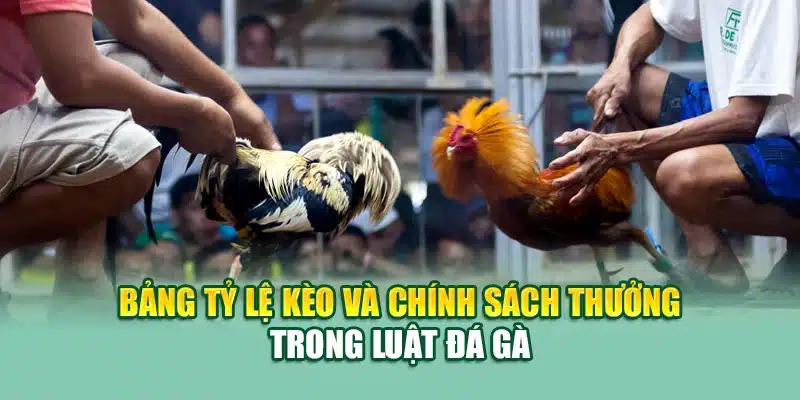 Bảng tỷ lệ kèo và chính sách thưởng trong luật đá gà