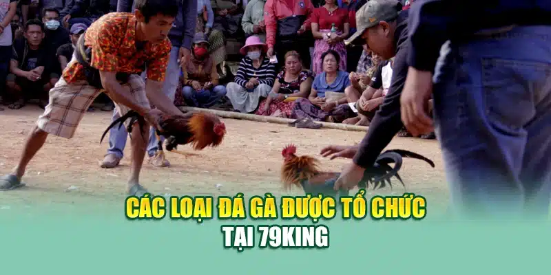 Các loại đá gà được tổ chức tại 79King