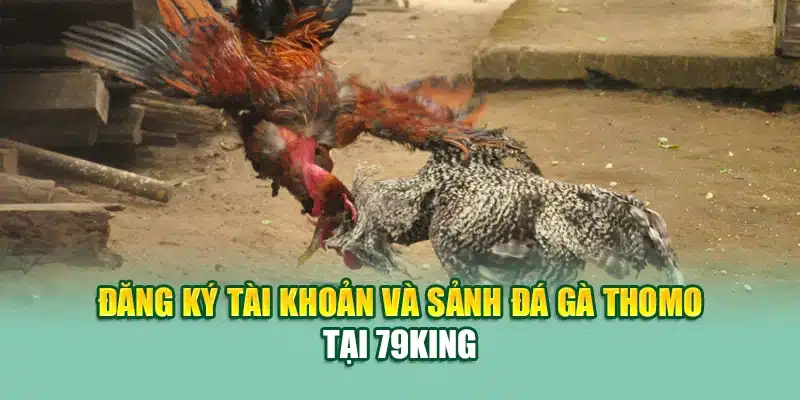 Trải Nghiệm Đá Gà Đòn Trực Tiếp Thomo Chuẩn Đỉnh Tại 79King 2 Đăng ký tài khoản và sảnh đá gà Thomo tại 79King